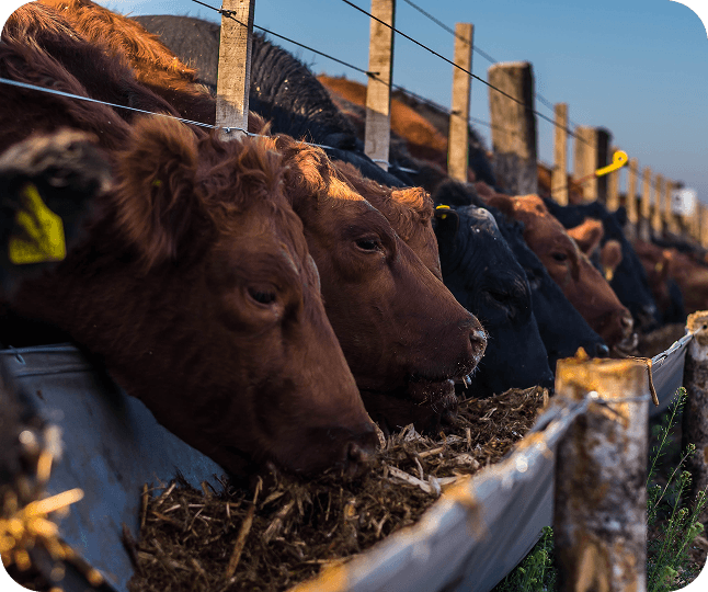 Agricultura y Ganadería sustentable